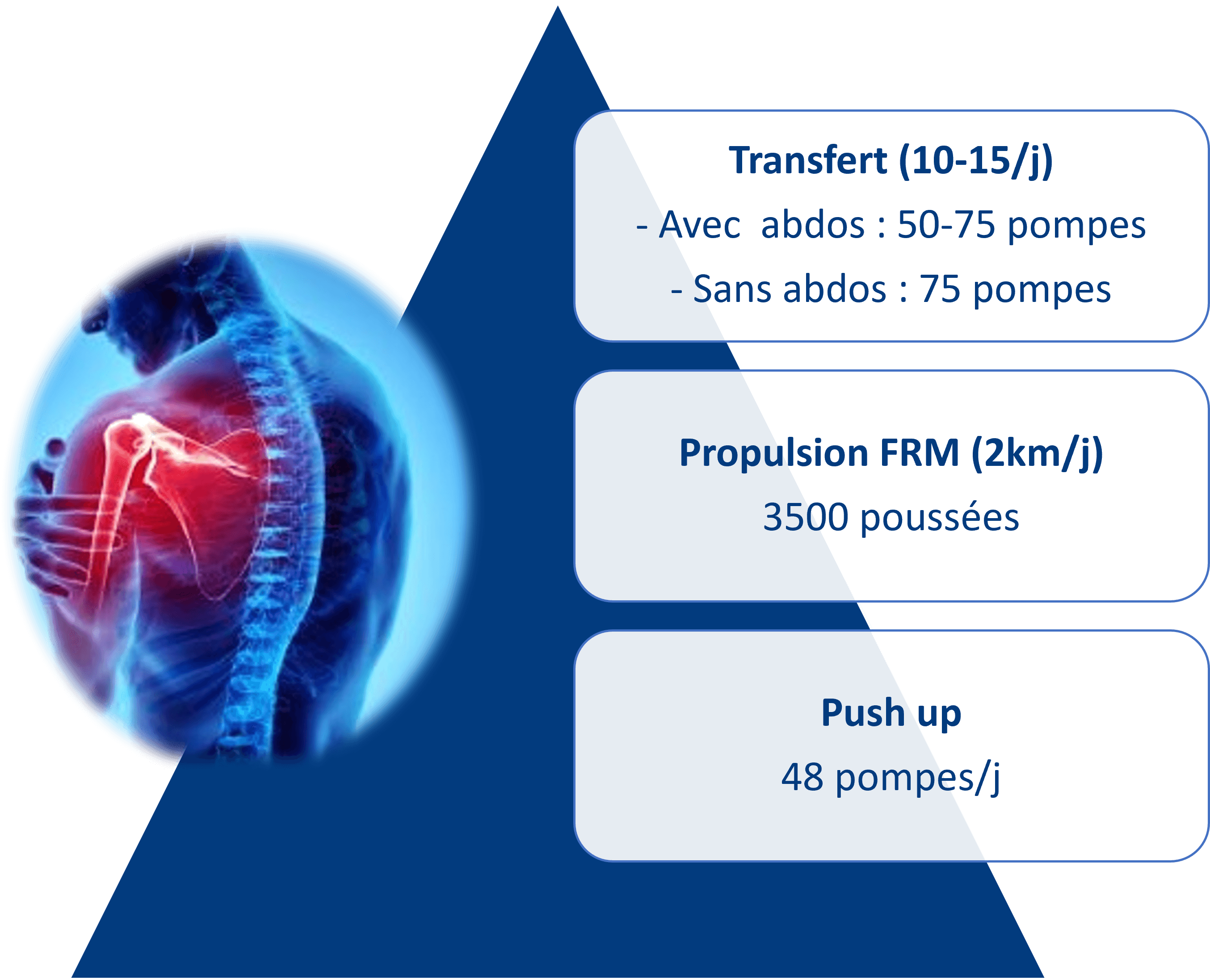 Article épaules schéma.png