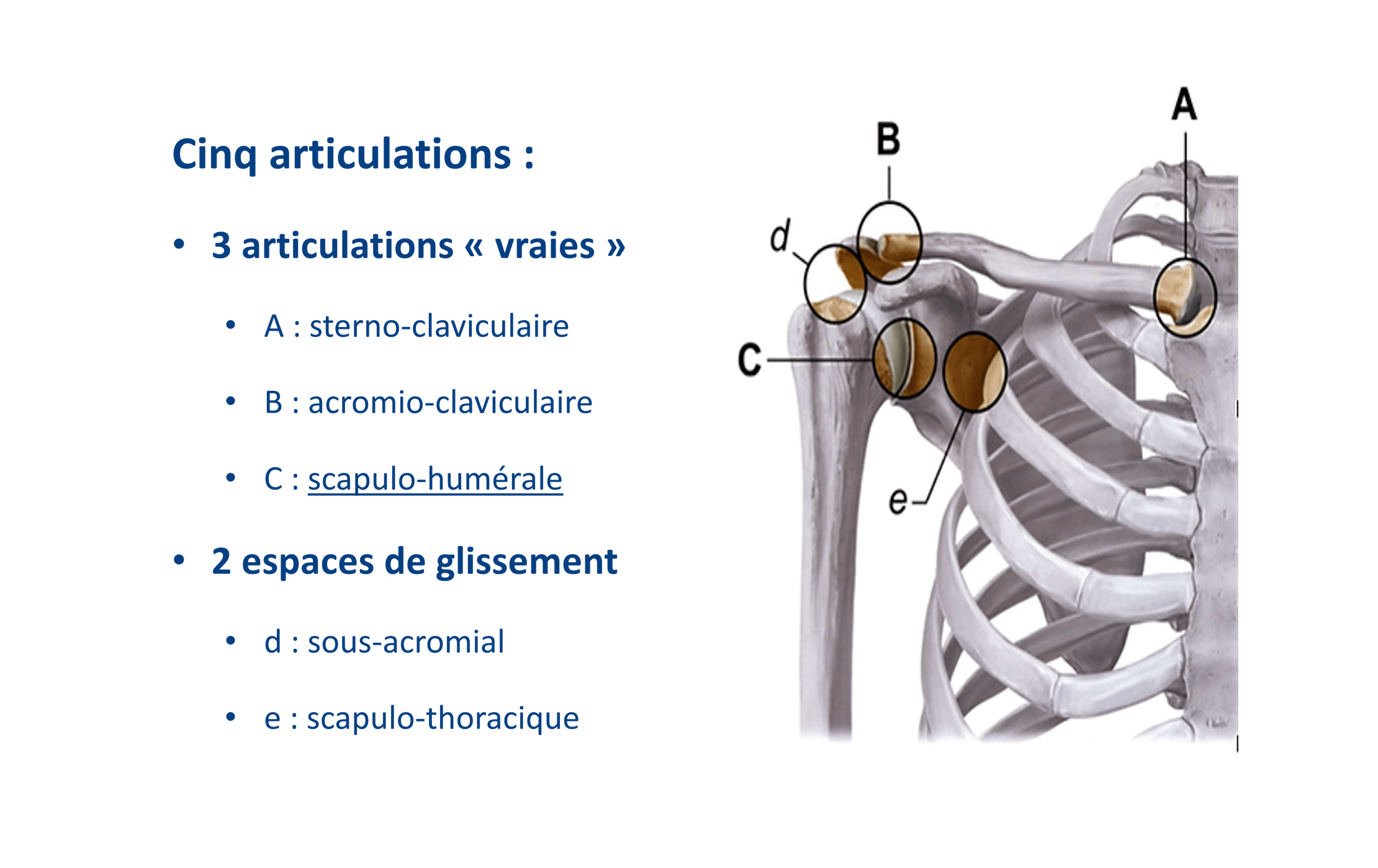 Epaules détail.png